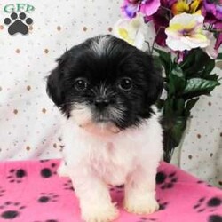 Buttons/Shih Tzu									Puppy/Female	/9 Weeks,Meet Buttons! This adorable Shih Tzu puppy is vet checked and up to date on shots & wormer. Buttons is registered, plus comes with a health guarantee provided by the breeder! Buttons is well socialized & currently being family raised with children! If you would like more information on this sweetheart, please contact Glenn & Miriam Fox today!