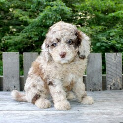 Karl/Mini Labradoodle									Puppy/Male	/9 Weeks,Meet this charming Miniature Goldendoodle puppy who loves people and enjoys attention! This friendly little cutie pie will come up to date on shots and dewormer and will be vet checked before going home. This puppy will remain small and easy to manage its entire life! If you are looking for a well socialized puppy who is easy to train, fun to groom, and a joy to play with contact Mary today! 