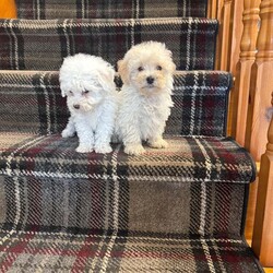 Bichon X Maltipoo Puppies/Bichon Frise/Female/9 weeks,Beautiful Bichon X Maltipoo puppies for sale! These tiny, non-shedding bundles of joy are vaccinated, microchipped, wormed, and have been fully vet checked. They are raised in a loving home environment and are well-socialised, making them perfect companions for any family. Both Mum and Dad can be seen and have wonderful temperaments. These puppies are ready to go to their forever homes and bring lots of love and happiness. Don’t miss out!