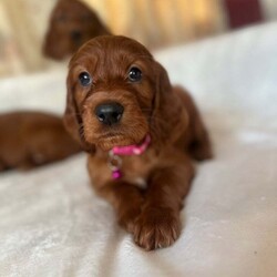 Adopt a dog:Irish Setter Puppies /Irish Setter/Female/7 weeks,Here are our beautiful Irish Setter puppies, 8 boys and 5 girls! Ready to leave from the 2nd August