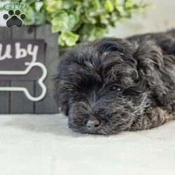 Ruby/Havapoo									Puppy/Female	/12 Weeks,These adorable Havapoo puppies will make a great addition to your family! They are a wonder, ful lap dog and excellent play mate for kids! These puppies all have their unique personalities and energy levels so come visit them to see which would be the best fit for your family! These puppies are ready to go to their new homes today!