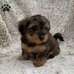 Kira/Yorkie Poo									Puppy/Female	/9 Weeks,The puppy weighed 3 pounds at 7 weeks old… they are born and raised in the house with 3 little children. The puppies are great with children and will make a great addition to your family! To schedule an appointment to come meet the puppy, call or text Lovina today…