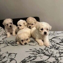 Puppies for sale /Bichon Frise/Female/9 weeks,5 male bichon Maltese mini-toy for sale ! Ready to find their new forever home !  