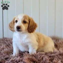 Rollie/Dachshund									Puppy/Male	/June 9th, 2025,Come and meet these beautiful, adorable friendly and simply the best cuddle buddies ever! They are simply stunning! Super friendly, raised in a beautiful USDA certified and NYS inspected home! Very clean and lovely environment with lots cuddles and kisses! Beautiful colors and the dad is a beautiful cream! Mom is a lovely chocolate and tan! Come on out and meet these sweet pups! Will promise to be your very best friend and companion! Loves adventurous hikes , walks , playing outdoors! Call today!!