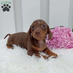 Cocoa/Dachshund									Puppy/Female	/11 Weeks,Meet Cocoa! An adorable Dachshund Puppy! She loves cuddles and all the attention! She is up up to date on vaccines, and deworming. And has had a vet check done to make sure she’s in good health. For more information call or text Mary Sue. A$200 deposit will reseve her and is nonrefundable. 