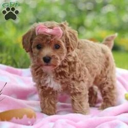Tabby/Havapoo									Puppy/Female	/7 Weeks,Hi there! I’m Tabby, an irresistibly sweet Havapoo puppy ready to bring love, snuggles, and joy into your life. I’m a cuddle expert who loves giving kisses, chasing toys, and curling up in cozy spots for nap time. My gentle nature and happy personality make me the perfect addition to any home—and I can’t wait to find my forever family to share all my affection with!