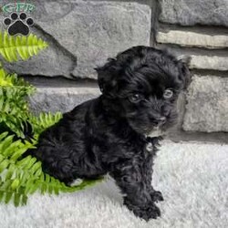 Ace/Havapoo									Puppy/Male	/6 Weeks,Hello My name is Ace! I’m a very smart,playful and outgoing puppy.  Please Pick me and make me your furever companion. I just want a furever home.