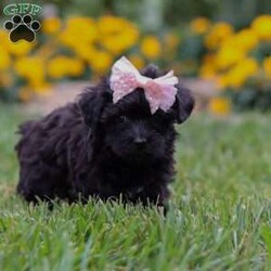 Allie/Yorkie Poo									Puppy/Female	/7 Weeks,Meet Allie– a tiny bundle of love who’s ready to steal your heart with her soulful puppy eyes and affectionate personality. This adorable little Yorkiepoo is family raised, well socialized, and played with daily, making her as friendly as she is adorable. Allie thrives on attention and never turns down a cuddle or a belly rub.