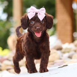 Chai/Dachshund Mix									Puppy/Female	/7 Weeks,Meet our adorable little Doxie-poo, Chai — a perfect blend of sweet charm and playful spunk! This darling pup is as cuddly as they come, with a fun-loving personality that will keep you smiling all day long. They love to play with toys, explore new places, and snuggle up close when it’s time to relax. With their intelligent, affectionate nature, they’re quick to bond with their people and will happily follow you wherever you go.