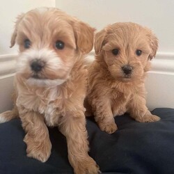 Female Cavapoochon is available for adoption