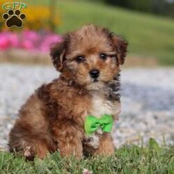 Kit/Yorkie Poo									Puppy/Male	/11 Weeks,Hi there! My name is Kit, and I’m a sweet little Yorkiepoo with a big personality tucked inside my tiny frame. I love bouncing around with my happy paws, chasing squeaky toys, and curling up in the coziest spots for naps. My soft, fluffy coat makes me extra snuggly, and I never say no to a good cuddle. I’m curious about everything, always ready to explore, but my favorite place is still right by my people. I can’t wait to find my forever family to share all my love, kisses, and playful energy with!