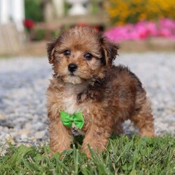 Kit/Yorkie Poo									Puppy/Male	/11 Weeks,Hi there! My name is Kit, and I’m a sweet little Yorkiepoo with a big personality tucked inside my tiny frame. I love bouncing around with my happy paws, chasing squeaky toys, and curling up in the coziest spots for naps. My soft, fluffy coat makes me extra snuggly, and I never say no to a good cuddle. I’m curious about everything, always ready to explore, but my favorite place is still right by my people. I can’t wait to find my forever family to share all my love, kisses, and playful energy with!