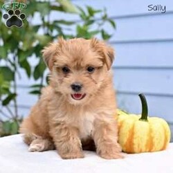 Sally/Morkie / Yorktese									Puppy/Female	/8 Weeks,Our precious Morkie puppies are ready to find their loving forever homes! These adorable little companions are a wonderful mix between a Yorkshire Terrier (mom) and a Maltese (dad), bringing together the best traits of both breeds. With their soft, fluffy coats, bright eyes, and playful personalities, Morkies are known for being affectionate, intelligent, and loyal.