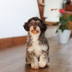 Drew/Shih-Poo									Puppy/Male	/12 Weeks,Say hello to Drew, our sweet little Shihpoo! With his silky-soft coat, bright eyes, and irresistible charm, Drew is sure to steal hearts wherever he goes. He’s everything you’d expect from a Shihpoo-sweet, playful, and happiest when he’s right by your side. Raised with lots of love and care, Drew is well-socialized and ready to join his forever family. Whether he’s bouncing around with joy or snuggling up for cuddle time, this little guy is guaranteed to bring endless smiles and love to your home.