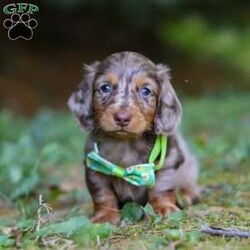 Buddy/Dachshund									Puppy/Male	/7 Weeks,Hi, I’m excited to introduce you to Buddy—an absolutely adorable Miniature Dachshund boy with a silky-smooth coat, floppy ears, and those big, soulful eyes that melt your heart the moment you meet him. He’s the perfect combination of playful energy and affectionate snuggles. Whether he’s proudly trotting at your side, chasing after his favorite toy, or curling up in your lap for a cozy nap, he brings joy to every moment.
