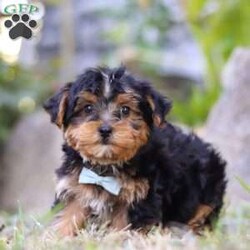 Parker/Yorkie Poo									Puppy/Male	/8 Weeks,Meet the sweetest little Yorkipoo puppy, Parker! He’s a tiny bundle of love with a big personality. Playful and curious, he loves to explore his surroundings, chase after toys, and hang out with his favorite people. Whether he’s showing off his adorable puppy zoomies or snuggling up for a good nap, he will bring endless joy to your home. Yorkies are known for their brave and confident nature, while Poodles bring a playful and friendly spirit. That makes this little Yorkiepoo the perfect blend of energy and affection!