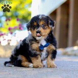 Bam Bam/Yorkie Poo									Puppy/Male	/7 Weeks,Say hello to Bam Bam — an absolutely adorable Yorkie-Poo puppy with a heart full of happiness and a playful spark in his eye! From his ever-wagging tail to his sweet, snuggly personality, Bam Bam knows how to make every moment feel special. Whether he’s bouncing around during playtime or cuddling up for a nap, he brings joy, laughter, and love wherever he goes.