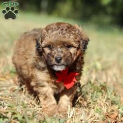 Asher/Havapoo									Puppy/Male	/5 Weeks,Meet Asher, the most adorable Havapoo boy! With his sweet expression and a personality that shines, he will always be ready to brighten your day. Whether he’s trotting by your side, chasing after his favorite toy, or curling up in your lap for a nap, she will bring joy to every moment. This sweet boy will quickly become your shadow, following you wherever you go and showering you with affection. Havanese are adored for their gentle and playful nature, while Poodles are known for being intelligent and outgoing. Together they make the Havapoo—a delightful blend of intelligence, energy, and affection that’s sure to brighten any home!
