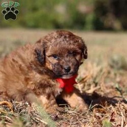 Asher/Havapoo									Puppy/Male	/5 Weeks,Meet Asher, the most adorable Havapoo boy! With his sweet expression and a personality that shines, he will always be ready to brighten your day. Whether he’s trotting by your side, chasing after his favorite toy, or curling up in your lap for a nap, she will bring joy to every moment. This sweet boy will quickly become your shadow, following you wherever you go and showering you with affection. Havanese are adored for their gentle and playful nature, while Poodles are known for being intelligent and outgoing. Together they make the Havapoo—a delightful blend of intelligence, energy, and affection that’s sure to brighten any home!
