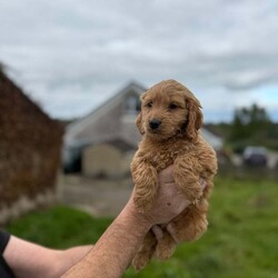 Miniature goldendoodle puppies. /Goldendoodle/Female/9 weeks, 6 miniature F1B golden doodle puppies looking for a new home  