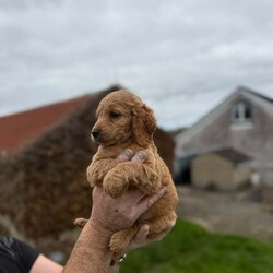 Miniature goldendoodle puppies. /Goldendoodle/Female/9 weeks, 6 miniature F1B golden doodle puppies looking for a new home  