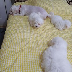 Adopt a dog:Bichon Maltese Puppies – 1 Girl, Ready for New Homes/Maltese/Female/9 weeks,Adorable Bichon Maltese puppies looking for loving homes – 1 girl.