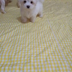 Adopt a dog:Bichon Maltese Puppies – 1 Girl, Ready for New Homes/Maltese/Female/9 weeks,Adorable Bichon Maltese puppies looking for loving homes – 1 girl.