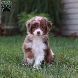 Emmy/Mini Aussiedoodle									Puppy/Female	/8 Weeks,Meet Emmy, a darling Mini Aussiedoodle with the sweetest personality and the softest, curly coat. With her bright, expressive eyes and playful spirit, she has a special way of bringing joy to every moment. She loves bouncing around, exploring, and playing with her favorite toys, but she’s just as happy to curl up for snuggles when it’s time to relax. Friendly, smart, and full of charm, she is the kind of puppy who will quickly capture your heart.