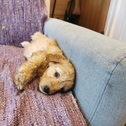 Adopt a dog:Cockapoos Puppy for sale /Cockapoo/Female/7 weeks,We have 6 beautiful F1 cockapoo puppies available from the 1st of October, 4 girls 2 boys, 3 apricot and 3 black. They come from our family pet cocker spaniel and are great with kids also our ragdoll cats. Their mother is a cocker spaniel and the father a kennel club registered toy poodle. They will have started worm / flea treatment and will be microchiped and vaccination ready for there new homes. Please call to make an appointment to view these lovely little bundles of fun. We look forward to hearing from you soon.