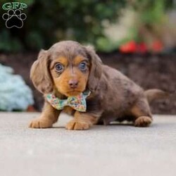 Charlie/Dachshund									Puppy/Male	/7 Weeks,Meet Charlie, an irresistibly adorable ACA Dachshund puppy with the happiest little spirit! With his big, soulful eyes, floppy ears, and that signature long body, he’s the perfect blend of charm and cuteness. Charlie loves to play, explore, and trot around with his tail wagging proudly, but when it’s time to rest, he’s the best snuggler you could ask for. Full of love and personality, this sweet boy is sure to bring endless joy to his forever family!