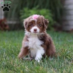 Emmy/Mini Aussiedoodle									Puppy/Female	/8 Weeks,Meet Emmy, a darling Mini Aussiedoodle with the sweetest personality and the softest, curly coat. With her bright, expressive eyes and playful spirit, she has a special way of bringing joy to every moment. She loves bouncing around, exploring, and playing with her favorite toys, but she’s just as happy to curl up for snuggles when it’s time to relax. Friendly, smart, and full of charm, she is the kind of puppy who will quickly capture your heart.