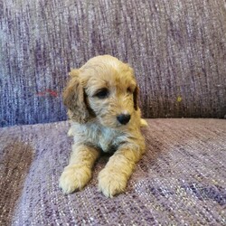 Adopt a dog:Cockapoos Puppy for sale /Cockapoo/Female/7 weeks,We have 6 beautiful F1 cockapoo puppies available from the 1st of October, 4 girls 2 boys, 3 apricot and 3 black. They come from our family pet cocker spaniel and are great with kids also our ragdoll cats. Their mother is a cocker spaniel and the father a kennel club registered toy poodle. They will have started worm / flea treatment and will be microchiped and vaccination ready for there new homes. Please call to make an appointment to view these lovely little bundles of fun. We look forward to hearing from you soon.