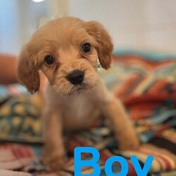 BEAUTIFUL COCKERLIER PUPPIES /Cavalier King Charles Spaniel/Female/8 weeks,Hello everyone we would like to introduce Cherrys 6 (2girls 4boys)  it has been a pleasure to have watched these little beauties grow and grow there own personalities,but the time has come for them to find there forever loving home.These puppies have been raised with other dogs and been around children since birth they are amazing and playful 