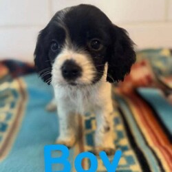 BEAUTIFUL COCKERLIER PUPPIES /Cavalier King Charles Spaniel/Female/8 weeks,Hello everyone we would like to introduce Cherrys 6 (2girls 4boys)  it has been a pleasure to have watched these little beauties grow and grow there own personalities,but the time has come for them to find there forever loving home.These puppies have been raised with other dogs and been around children since birth they are amazing and playful 