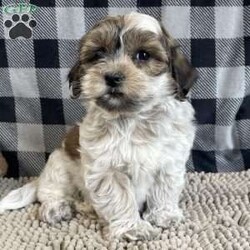 Sarah/Coton de Tulear									Puppy/Female	/July 23rd, 2025,Meet Sarah a sweet little Coton de Tulear,  she is ACA Reg. , Microchipped,  Vet checked and shots are up to date.   Lavern Reiff License # 3221