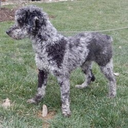 Bear (medium)/Mini Sheepadoodle									Puppy/Male	/12 Weeks,Have you been looking for a new furry friend? Look no further! I have the sweetest little sheepadoodle face you have ever seen… My name is Bear and I would love to come home with you! I am sure with one look into my warm, sweet eyes and I’ll be sure I will have captured your heart already! I am very happy, playful and very kid friendly! I stand out above the rest with my uniquely marked blue merle coat!! Full of personality and always ready to give amazing puppy kisses, I would love to fill your home with all of my puppy love! I have been vet checked and I am up to date on vaccinations and dewormings and I will also come with a 1-year guarantee with the option of extending it to a 3-year guarantee. We ship anywhere in the USA!!! My mother is our sweet, loving 44# sheepadoodle named Lily, and the father is Cory, a 15# blue merle mini poodle! That makes me an F1b medium sized sheepadoodle and I will grow to approx. 25-35# and I will be hypoallergenic and nonshedding!! Why wait when you know I am meant to be yours? Call or text Martha to make me the newest addition to your family and get ready to spend a lifetime of tail wagging fun! (7% sales tax on in home pickups)