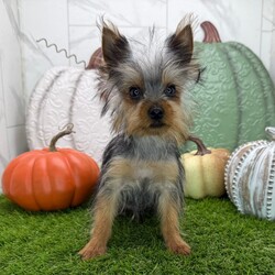 Adopt a dog:Freddy/PuppySpot/Male/18 weeks,Hi, I'm Freddy! I'm an 18-week-old male Yorkshire Terrier with a beautiful black & tan coat, born on May 18, which makes me a Taurus pup. I am ready now to plan my trip to my forever family. Once I reach my adult size, I'm expected to weigh between 3.5–6 lbs. I'm AKC registered. I'm ready to be your best friend and cuddle buddy for life.