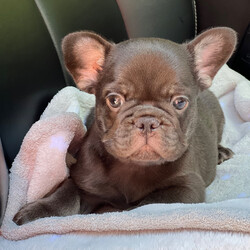 Adopt a dog:Duke/PuppySpot/Male/12 weeks,Hi, I'm Duke! I'm a 12-week-old male French Bulldog with a beautiful chocolate & tan coat, born on July 2, which makes me a Cancer pup. I am ready now to plan my trip to my forever family. Once I reach my adult size, I'm expected to weigh between 20–25 lbs. I'm AKC registered. I can't wait to share my puppy love and silly quirks with you.
