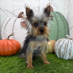 Adopt a dog:Freddy/PuppySpot/Male/18 weeks,Hi, I'm Freddy! I'm an 18-week-old male Yorkshire Terrier with a beautiful black & tan coat, born on May 18, which makes me a Taurus pup. I am ready now to plan my trip to my forever family. Once I reach my adult size, I'm expected to weigh between 3.5–6 lbs. I'm AKC registered. I'm ready to be your best friend and cuddle buddy for life.