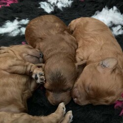 Adopt a dog:F1B TINY COCKAPOOS/Cockapoo/Female/5 weeks,My tiny cockapoo matilda has given birth to three stunning girls, (dark face puppy sold) (red pup sold)