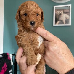 Adopt a dog:F1B TINY COCKAPOOS/Cockapoo/Female/5 weeks,My tiny cockapoo matilda has given birth to three stunning girls, (dark face puppy sold) (red pup sold)