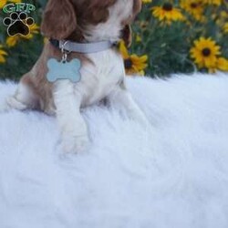 Pumpkin/Cavalier King Charles Spaniel									Puppy/Male	/8 Weeks,Our Cavaliers are loved and played with daily, all pups have been health Checked by the vet, the they are up-to date on vaccines , wormer. Our pups do come with a 1 year health guarantee. We would love if you were able to pick up your pop, but unfortunately do understand that sometimes due to schedules and distance it’s not possible, so we do offer our delivery options coast to coast just message me for a quote.