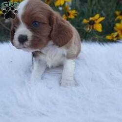 Pumpkin/Cavalier King Charles Spaniel									Puppy/Male	/8 Weeks,Our Cavaliers are loved and played with daily, all pups have been health Checked by the vet, the they are up-to date on vaccines , wormer. Our pups do come with a 1 year health guarantee. We would love if you were able to pick up your pop, but unfortunately do understand that sometimes due to schedules and distance it’s not possible, so we do offer our delivery options coast to coast just message me for a quote.