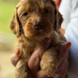 Adopt a dog:Adorable Show type F1 Cockapoo/Cockapoo/Female/7 weeks,ONE Golden BOY AVAILABLE Fantastic litter of F1 cockapoos - puppies are being reared in our busy family home along with their auntie, grandmother, cats and other dogs. Puppies will be well socialised with children and happy with all the noises a busy family home entails. Mum is a KC registered show cocker and our family pet and loves absolutely everyone no matter how big or small they are. She is health tested clear. Dad is a Merle miniature poodle who is extensively health tested and all clear These puppies will make fantastic, happy new family members. Puppies will leave with their 1st vaccination, vet check, fully wormed and a comprehensive puppy pack and food help them settle into their new homes and I will always be available for any questions or queries once your little bundle of joy is home with you If you would like any further information then please don’t hesitate to get in touch