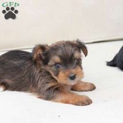 Rocky/Yorkie									Puppy/Male	/August 26th, 2025,Rocky is a part of the absolute dreamiest litter of Yorkies, his dad is chocolate, and his mom is black and tan with a party bloodline . he has an approximate adult weight of 4 to 5 pounds . 