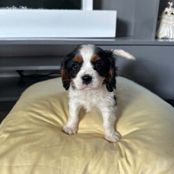 Adopt a dog:king charles Cavalier puppies one by one girl available/Cavalier King Charles Spaniel/Female/4 months,happy to announce our beautiful lady had her first litter of beautiful King Charles puppies one boy and one girl available fully vaccinated, wormed every six weeks since birth fleed microchipped mum and dad full breed king charles also available for viewing good homes please