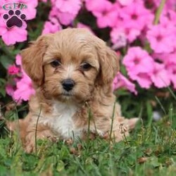 Kiva/Mini Labradoodle									Puppy/Female	/9 Weeks,Meet Kiva, a precious hypoallergenic F1bb mini labradoodle.  She is cuddly and sweet and enjoys snuggles. She has been loved and played with alot as she is family raised and enjoys being with children. She has an adorable personality,  so sweet and gentle. She comes with a clear vet check,  up to date vaccinations, and dewormed.  Her mom weighs 30 lbs. and her dad weighs 10 lbs. She will likely grow to weigh somewhere between the two. She is ready to join her new family! 