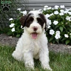 Bailey/Portuguese Water Dog									Puppy/Female	/June 29th, 2025,I would love to be your next pet. I am up to date on all shots and dewormers & im vet checked. Please contact us Monday – Saturday all Sunday calls will be returned mondays.  