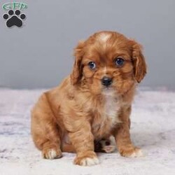 Chase/Cavalier King Charles Spaniel									Puppy/Male	/8 Weeks,Meet Chase, a sweet Cavalier King Charles Spaniel who’s ready to bring joy into your life! With his gentle nature and loving eyes, he’ll quickly become your best friend. Chase is AKC registered, vet checked, and fully up to date on all shots and vaccines, giving you peace of mind. Raised with care, he’s healthy, happy, and eager to meet his forever family. Don’t miss out; bring Chase home today and start making memories together!
