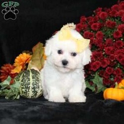 Jewel/Bichon Frise									Puppy/Female	/11 Weeks,To contact the breeder about this puppy, click on the “View Breeder Info” tab above.